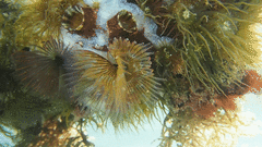 Branchiomma luctuosum