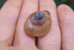 Rhynchotrochus macgillivrayi