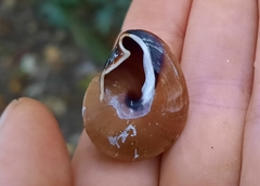 Rhynchotrochus macgillivrayi