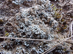 Stereocaulon condensatum