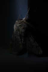Apocheima cinerarius