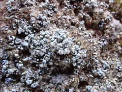 Stereocaulon condensatum