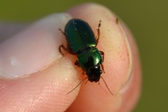 Harpalus