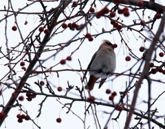 Bombycilla garrulus garrulus