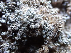 Stereocaulon condensatum