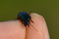 Harpalus