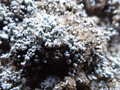 Stereocaulon condensatum