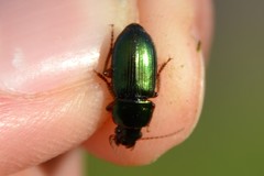 Harpalus