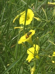 Apis mellifera