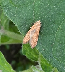 Blastobasis decolorella