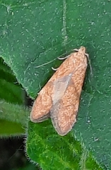 Blastobasis decolorella