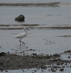 Egretta eulophotes