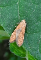 Blastobasis decolorella