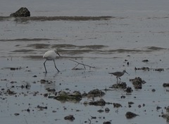 Egretta eulophotes