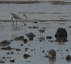 Egretta eulophotes