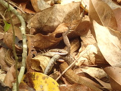 Mastigodryas boddaerti