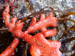 Metandrocarpa dura