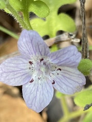 Nemophila pedunculata