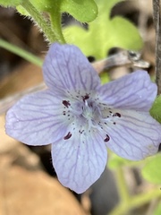 Nemophila pedunculata