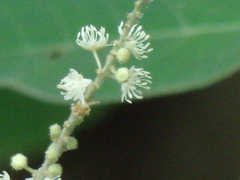 Croton lachnostachyus