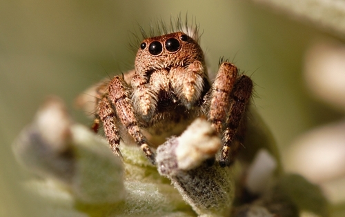Baryphas Jumping Spider photo 4