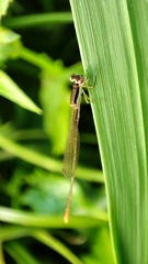 Agriocnemis pygmaea