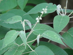 Croton lachnostachyus