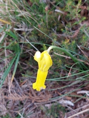 Narcissus cyclamineus