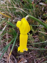 Narcissus cyclamineus