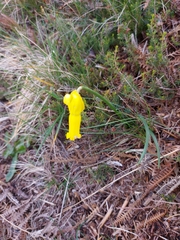 Narcissus cyclamineus