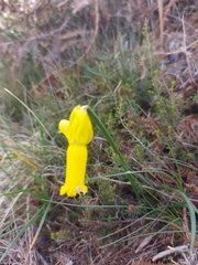 Narcissus cyclamineus