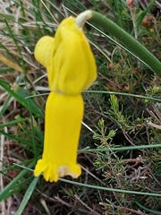 Narcissus cyclamineus