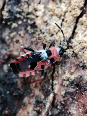 Horvathiolus guttatus