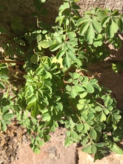 Pseudofumaria lutea