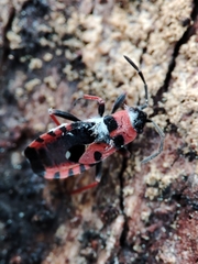 Horvathiolus guttatus