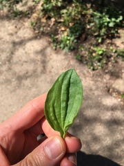Plantago major
