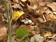 Mastigodryas boddaerti