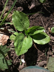 Plantago major