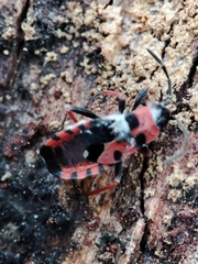 Horvathiolus guttatus
