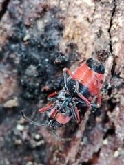 Horvathiolus guttatus