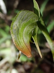 Pterostylis hispidula