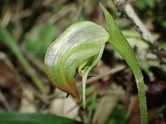 Pterostylis hispidula