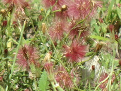 Noticastrum diffusum