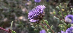 Globularia alypum