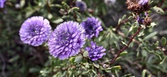 Globularia alypum