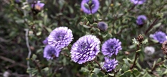 Globularia alypum