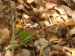 Mastigodryas boddaerti