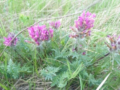 Pedicularis dasystachys