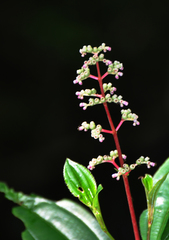 Miconia ciliata