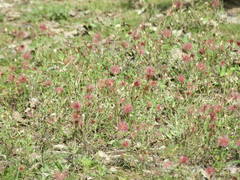 Noticastrum diffusum